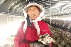 永登县柳树镇：“幸福农场”圆村民幸福梦图片
