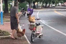 驯鸡高手！大爷路边遛鸡，鸡蹲车上淡定兜风，网友：比狗狗还听话图片