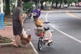 驯鸡高手！大爷路边遛鸡，鸡蹲车上淡定兜风，网友：比狗狗还听话图片