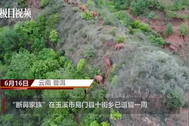 北迁象群曾到村民家找盐吃，洗澡遇险后捣毁鱼塘图片