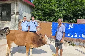 牛妈妈带牛崽边走边吃，竟翻过了大山！被民警顺着脚印找回来图片