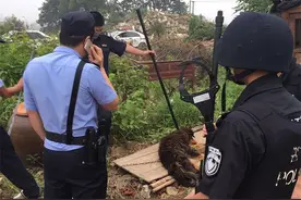 安乡一仓库跑进了一条藏獒，民警将其诱捕图片