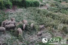 “断鼻家族”思茅故事：小象洗澡陷泥潭 象群挖渠救助图片