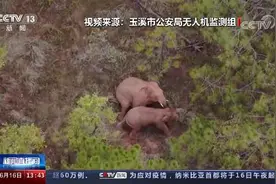“起来玩！”小象花式撒娇叫大象起床图片