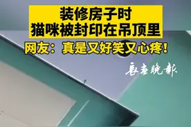 装修房子时猫咪被封在吊顶里 网友：真是又好笑又心疼图片