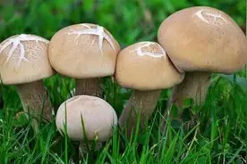 野生蘑菇进入生长旺盛期，专家提示谨慎食用图片