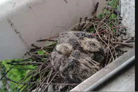 斑鸠来我家筑巢，三个月记录下了小鸟从孵化到起飞全程图片