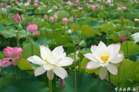 宁波这片百亩荷塘花开正盛 花期预计可持续到9月底图片