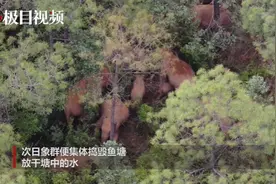 小象洗澡遇险象群捣毁鱼塘，当地村主任：它们是故意的图片