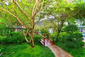 走进罗湖校园 ③ | 深圳市碧波小学：碧波荡漾，书声琅琅图片