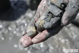 青岛沧口白泥地公园：淤泥滩里挖缢蛏图片