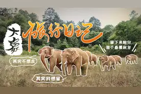 大象旅行日记⑩ |体重5吨也有人心疼，怎么着吧图片