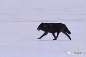 只想交配的战五渣成了光荣战死的群族英雄…这只黑狼302的一生更不简单…图片