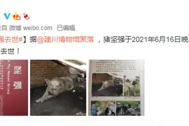 猪坚强去世！相当于人类寿命的百年图片