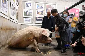 “猪坚强”的一生：从废墟下到博物馆 13年，它一直活在国人目光中图片
