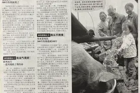 全国第一个报道“猪坚强”的记者：它从废墟获救后，两眼竟刷刷流泪，“就像人一样”图片