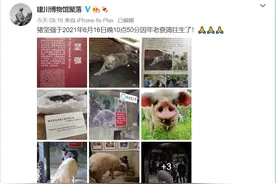 “猪坚强”因年老衰竭去世，曾在汶川地震废墟下被埋36天得救图片