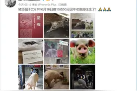 “猪坚强”因年老衰竭去世，曾在汶川地震废墟下被埋36天得救图片