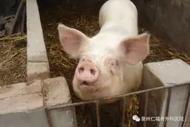 老伯竟被母猪咬伤……医生紧急提醒图片