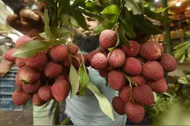 孟加拉国：荔枝上市图片