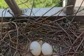 斑鸠栖息窗台孵蛋 蚌埠市民上演“人鸟情未了”图片