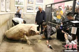 14岁的“猪坚强”去世 属于自然老死图片