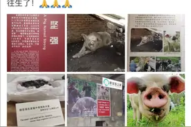 14岁高龄“猪坚强”离世，遗体已被冰冻图片