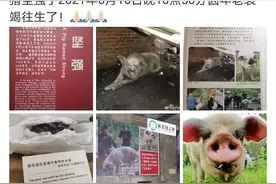 汶川地震获救的“猪坚强”16日晚“去世”相当于人类百岁高龄图片