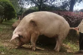 视频丨再见啦，猪坚强图片
