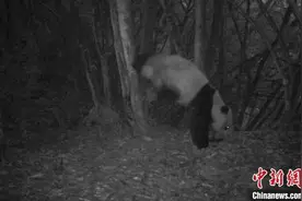 四川宝兴：“功夫熊猫”耍倒立图片