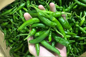 喝湖水、怕热不耐寒，“爱马仕”辣椒618大促进军广东市场图片