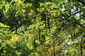 花色金黄果实似“腊肠”挂树上，树名果然“很广州”图片