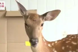 遭遇“交通事故”的梅花鹿，目前伤势无碍图片