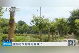 村民在空地上栽种无根无叶的树桩，一碰就倒……图片