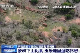 吃吃停停还不忘保持队形？象群这波表现很从容图片