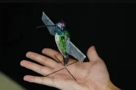 美媒：美军正研发仿生微型飞行器，“你看鸟的时候鸟也在看你”图片