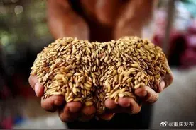 什么是种粮大户？图片