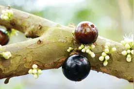 惠州龙门：树干长“葡萄”致富有“嘉宝”图片