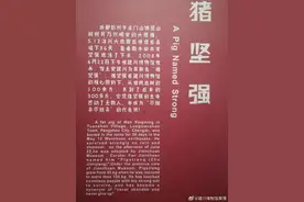 14岁“猪坚强”走了，还没决定是否做成标本图片