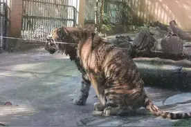 柳州动物园内东北虎骨瘦如柴？被网友拍摄视频上了热搜，回应来了……图片