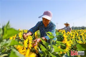 河北广宗：油葵花开幸福来图片