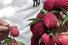 1颗抵3颗，5颗就有一斤重！这款荔枝王你试过没？图片