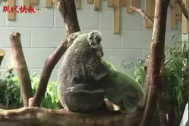 “奶凶奶凶的！”南京考拉三宝一岁啦，但还是妈妈的跟屁虫图片