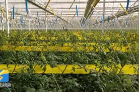 2021中国（德州）—荷兰设施农业产业线上对接会暨德州驻荷兰海外联络处签约仪式举行图片