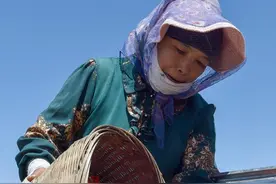 宁夏中宁头茬枸杞进入采摘期图片