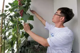 阳台上的农夫？周口师院一男生在宿舍阳台种黄瓜图片