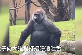 澳女子向大猩猩打招呼遭吐舌嘲讽，动作和人一模一样！网友：太可爱图片