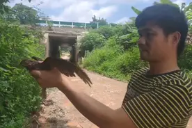 “欧耶”鹰？是欧夜鹰！它误闯南宁商铺，结果反复撞墙“晕”了图片