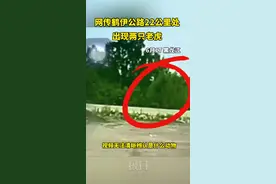 网传鹤伊公路22公里处出现两只老虎，当地官方尚未确认图片