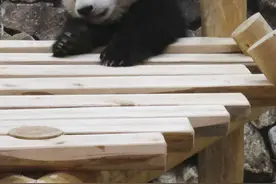 旅日熊猫幼崽户外玩耍 调皮宝宝上线萌化人图片